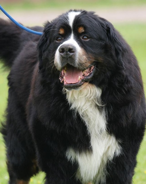 acht monate alter berner sennenhund unerzogen